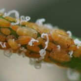 Asian citrus psyllid nymphs