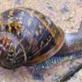 A common garden snail, for comparison - these are widely distributed throughout Australia, typically found in suburban gardens