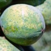 Papaya ringspot disease on green fruit