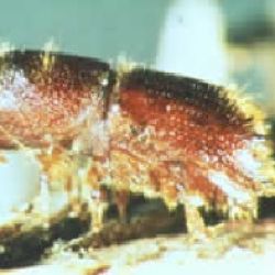 Adult five-spined bark beetle