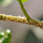 Asian citrus psyllid nymphs secreting honeydew