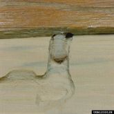 European house borer larvae tunnelling in untreated timber