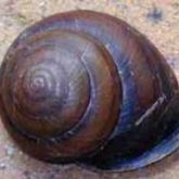 A Fraser's land snail (<em>Sphaerospira fraseri</em>), for comparison -  maximum size 4-5cm, native to northeast NSW and southeast Queensland, typically found in rainforests and wet open forests