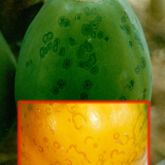 Papaya ringspot markings on green and ripe fruit