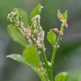 Asian citrus psyllid nymphs secreting honeydew