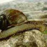 A green snail (<em>Helix aperta</em>), for comparison - maximum size 10-12cm, established in WA, typically found in rainforests