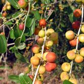 Christ's thorn fruit close-up