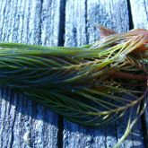 Eurasian water milfoil out of water