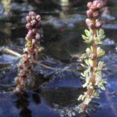 Eurasian water milfoil stem