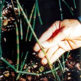 Horsetails plant close-up of stem