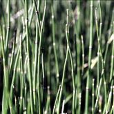 Horsetails segemented stems