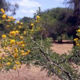 Acacia karroo flowers