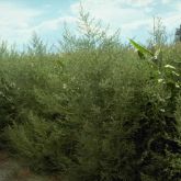 Kochia mature infestation