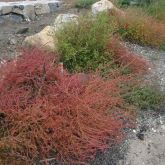 Kochia small bushes with red foliage
