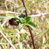 Peruvian primrose leaves and pod