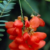 Red sesbania flower