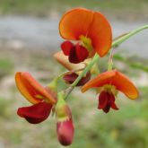 Red sesbania flower