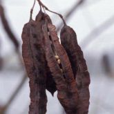 Red sesbania fruit