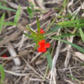 Red witchweed flowers