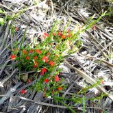 Red witchweed plant form