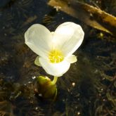 Water soldiers flower