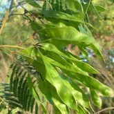 White ball acacia immature fruit