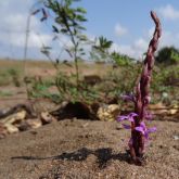 Cowpea witchweed