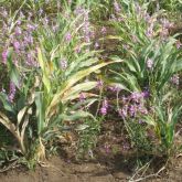 Striga in sorghum