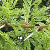 Yellow fever tree leaves and spikes