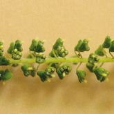 Annual ragweed flower
