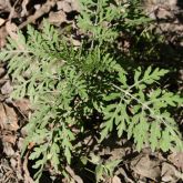 Annual ragweed seedling