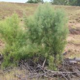 Athel pine plant