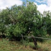 Athel pine plant