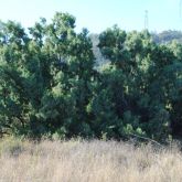 Athel pine plants