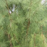 Athel pine stems and leaves