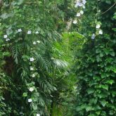 Blue thunbergia smothering native vegetation