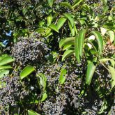 Broad-leaf privet plant ripe fruit