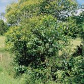 Broad-leaf privet plant