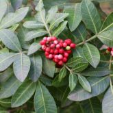 Broad-leaved pepper tree leaf and fruit