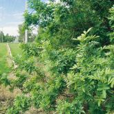 Broad-leaved pepper tree plant