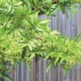 Broad-leaved pepper tree flower and leaf