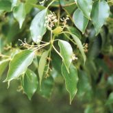 Camphor laurel flowers