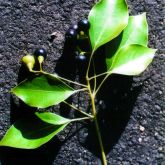 Camphor laurel leaves and berries