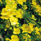 Cat's claw creeper flower