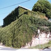 Cat's claw creeper infestation on building