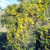 Cat's claw creeper plant form in flower