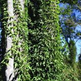 Cat's claw creeper smothering native vegetation