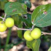 Chinee apple fruit