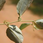 Chinee apple leaves underside