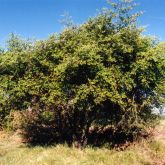 Chinee apple plant form